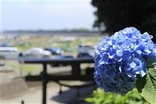 季節の花 ~紫陽花~