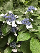 6月は紫陽花の季節 浜田省吾 紫陽花のうた が入ってるCDから 6月は紫陽花の季節 浜田省吾 紫陽花のうた が入ってるCDから