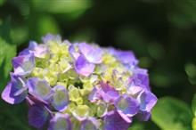 庭の紫陽花とバウムクーヘン