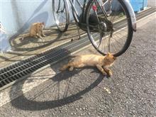 リニューアルオープン!(幌だけに) リニューアルオープン!(幌だけに)