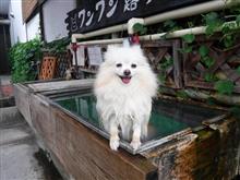 まるちゃん、露天風呂でいい湯だな♪アハハン♬ まるちゃん、露天風呂でいい湯だな♪アハハン♬