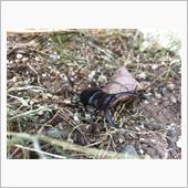 クワガタでちょっとホッコリ