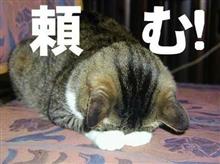 一生のお願い🙏 一生のお願い🙏