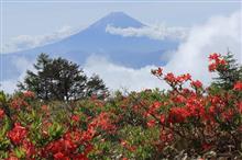 甘利山でレンゲツツジと富士山と