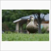 カモね　カモね　そうカモね～ ...