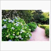 紫陽花と蛍を求めて