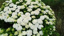紫陽花