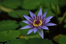 ２年振りに神大植物公園へ