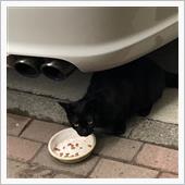 外猫 くろ子...