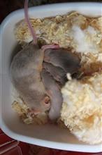 ハツカネズミの赤ちゃんも可愛いです… ハツカネズミの赤ちゃんも可愛いです…