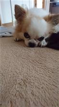 嫌いにならないで… 嫌いにならないで…