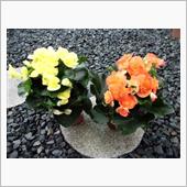 お花の入れ替え！