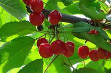 熱い(暑い)ぞ！山形🍒（さくらんぼ狩りinやまがた初参加）