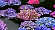 　Rain in Juneは　やっぱ 紫陽花 (^_-)