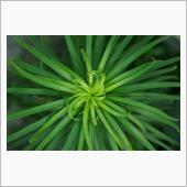 塀まわりの草花