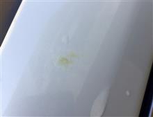 げっ！！！黄色くなってる(Ｔ＿Ｔ)
