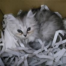 チンチラりん🐈　（猫ブログ）