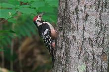 ２０１８年夏の北海道探鳥旅行　その２（野幌森林公園　前編） 