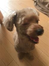 願いを叶えて！