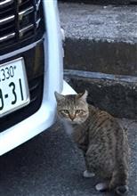 子猫、まるキジにゃん、、現る、、、、