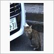 子猫、まるキジにゃん、、現る、、、、