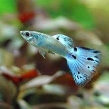 　熱　　帯　　魚