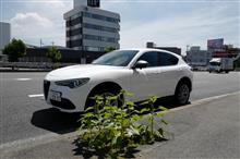 アルファロメオ・ステルヴィオを見てきた！
