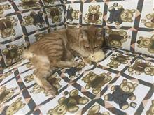 今日はジュンの誕生日(としました) 今日はジュンの誕生日(としました)