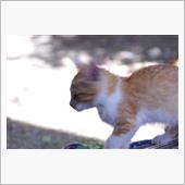いやし写真