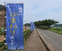 夏の花、ひまわりを見に行く