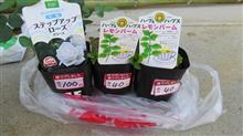 菜園記録 45日目