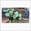 菜園記録 53日目 作業記録