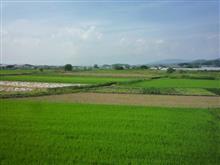 野菜の腐敗臭 野菜の腐敗臭