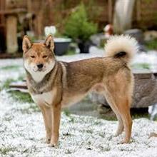 柴犬に魅了される中国人、よく似た中国犬を 「柴犬」と偽る中国らしい詐欺も 柴犬に魅了される中国人、よく似た中国犬を 「柴犬」と偽る中国らしい詐欺も