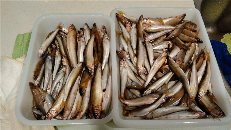 日 琵琶湖に稚アユ釣り なんと0匹 Nacraのブログ Nacra5 2 J38のページ みんカラ 日 琵琶湖に稚アユ釣り なんと0匹 Nacraのブログ Nacra5 2 J38のページ みんカラ