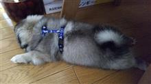 お迎え