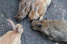うさぎと戦争遺跡の島へ うさぎと戦争遺跡の島へ