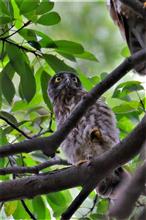 アオバズクの雛を撮りに行くも、極太枝被りばかりぃ～(^-^;