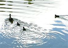 別所沼公園の親子！