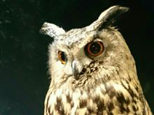 フクロウは高貴…