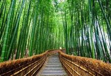 世界の美しい森の　トンネル１０傑　日本から３つ、中国はゼロ　＝中国メディア