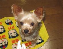 食べてはいけないペットフード 食べてはいけないペットフード