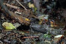 涼を求めて避暑地へ野鳥撮影