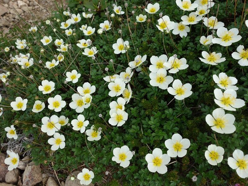 北海道 夏の花といったら何 ネロリンのブログ ネロリン みんカラ