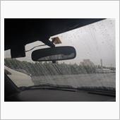待望の雨