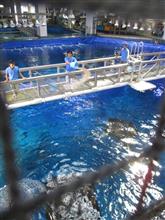 美ら海水族館のTips