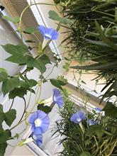 もう30日以上の熱帯夜(&gt;_&lt;)