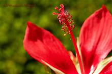 山の日の花たち Part１