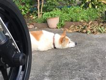 立ちゴケしました 立ちゴケしました