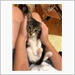 猫カフェ【ニャーコンメオ】(=^x^=)